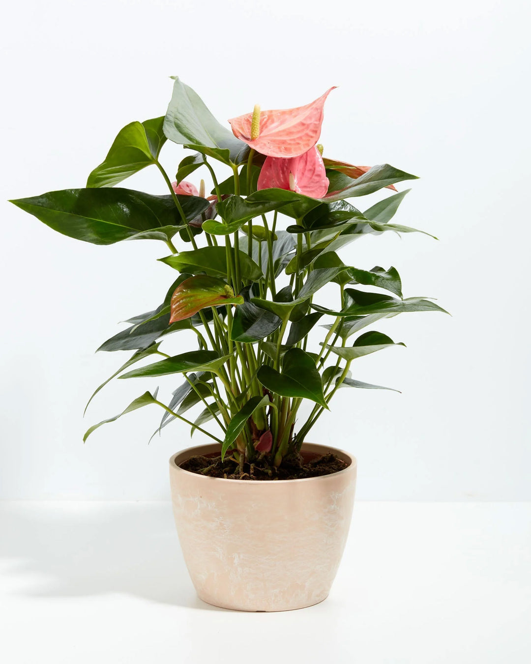 Pink Anthurium plant in a blush pink marbled ceramic pot with glossy heart-shaped green leaves and pink spathe blooms against a white background