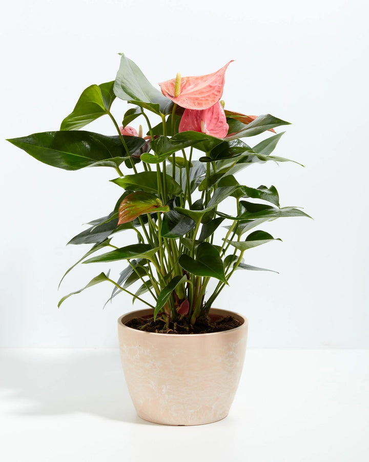 Pink Anthurium plant in a blush pink marbled ceramic pot with glossy heart-shaped green leaves and pink spathe blooms against a white background