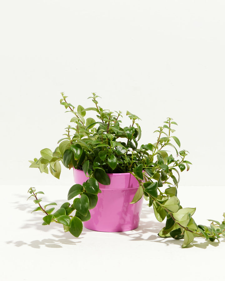 Lipstick Plant (Aeschynanthus radicans) in a bright pink ceramic pot with lush green trailing vines spreading wide on a white background