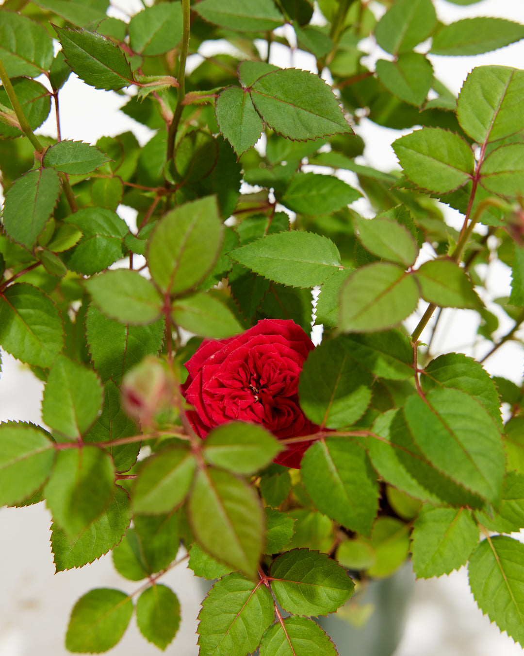 Miniature Rose red variety detail, close-up of fully double red rose bloom surrounded by dense green textured foliage and thorny stems