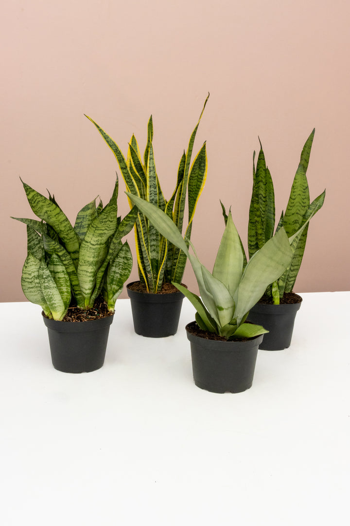 Four 6-inch Snake Plant (Sansevieria) varieties in black grower pots showing different leaf shapes and variegation patterns on white surface with dusty rose background