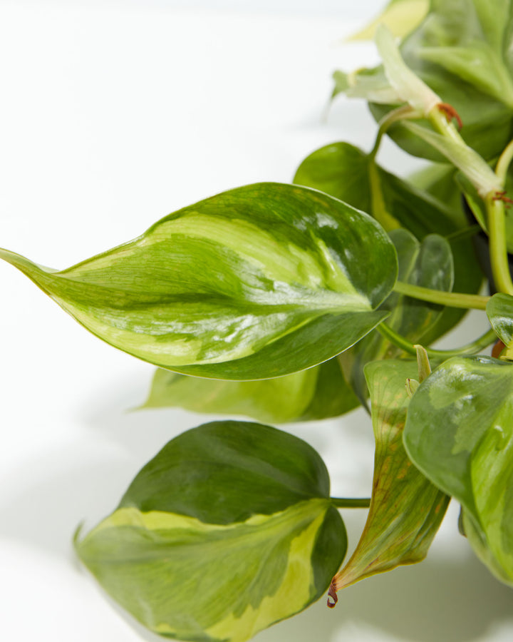 Philodendron Brasil (Philodendron hederaceum) close-up detail of glossy trailing vines with variegated dark green and lime yellow heart-shaped leaves and reddish stems on a white background