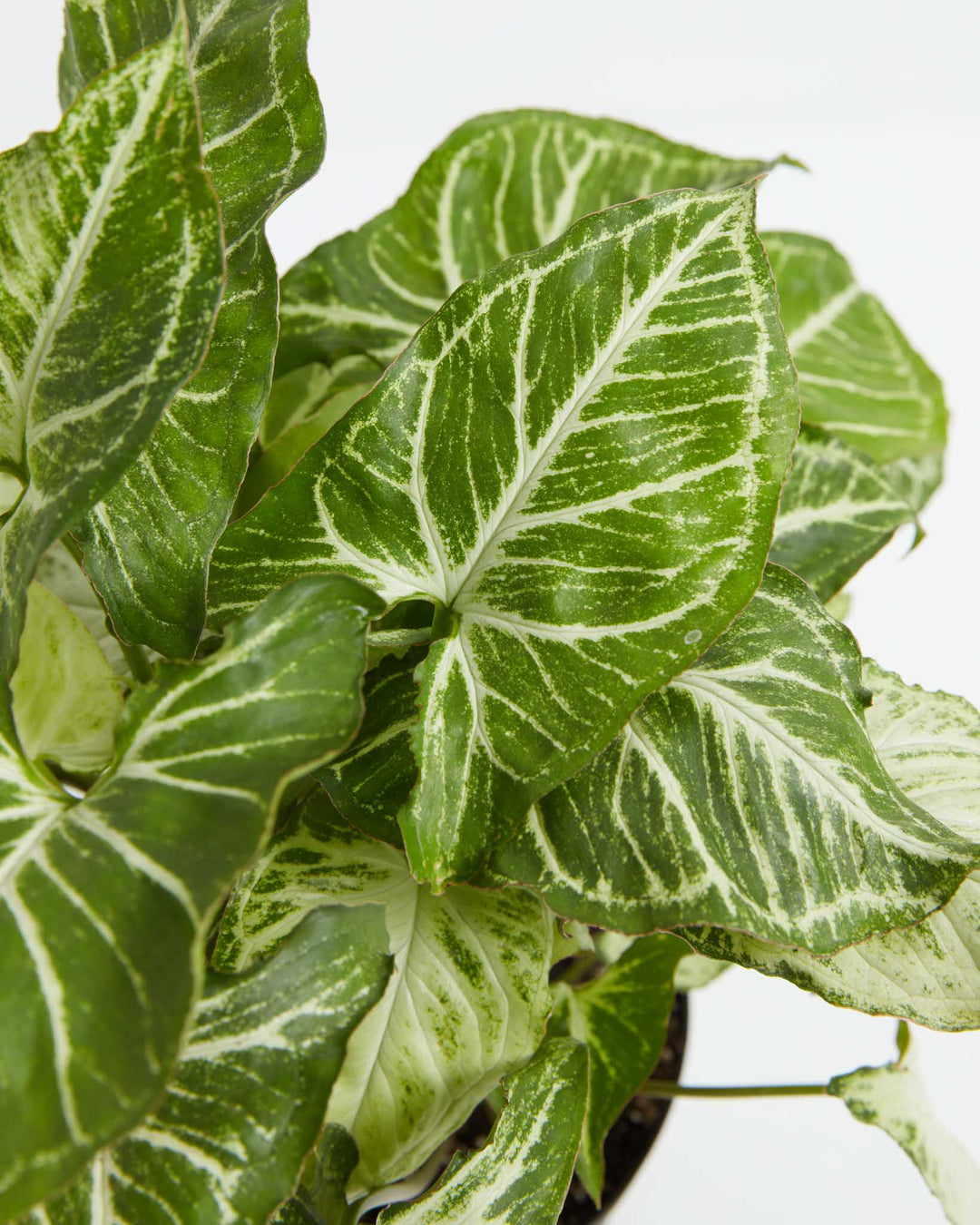 Close-up of Syngonium White Butterfly foliage showing intricate white vein patterns on deep green arrowhead-shaped leaves