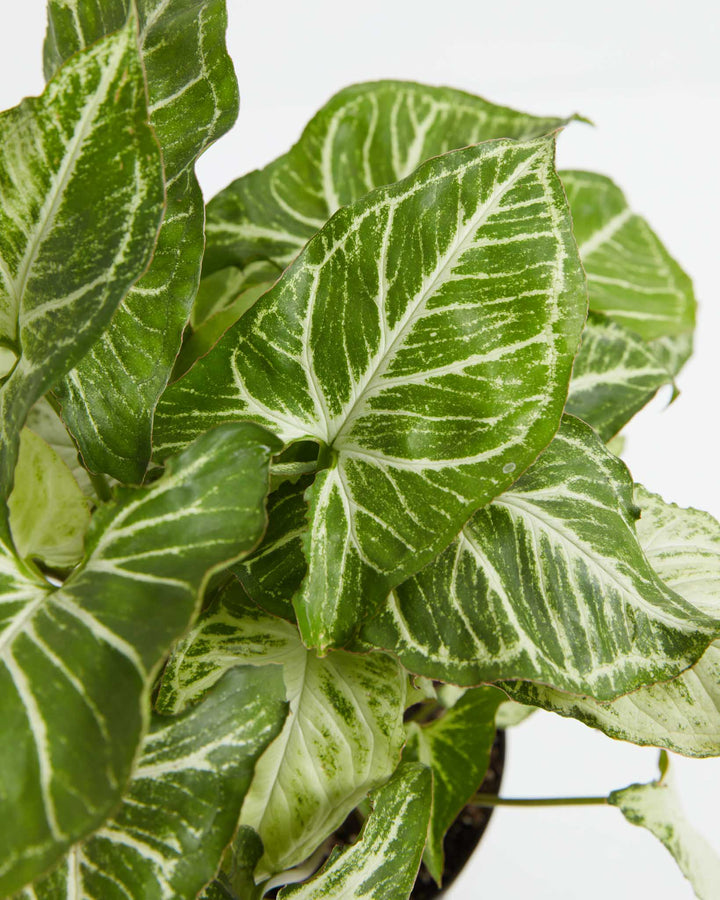 Close-up of Syngonium White Butterfly foliage showing intricate white vein patterns on deep green arrowhead-shaped leaves
