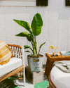 Plant in a pot in an outdoor setting next to some furniture