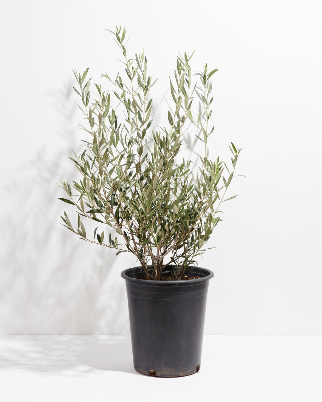 Potted indoor olive tree in a black nursery planter against a white studio background.