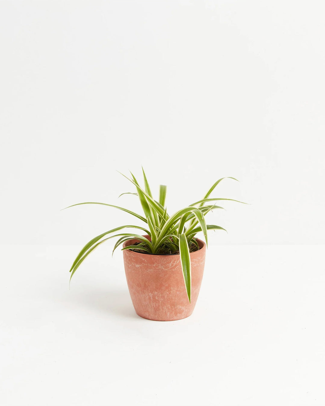 Variegated Spider Plant (Chlorophytum comosum) in terracotta pot - Lush green and white striped foliage, easy care houseplant
