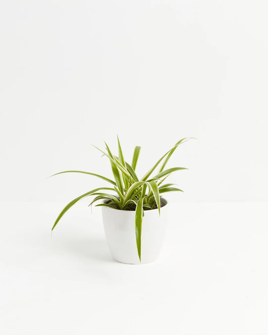 Variegated Spider Plant (Chlorophytum comosum) in white pot - Lush green and white striped foliage, easy care houseplant