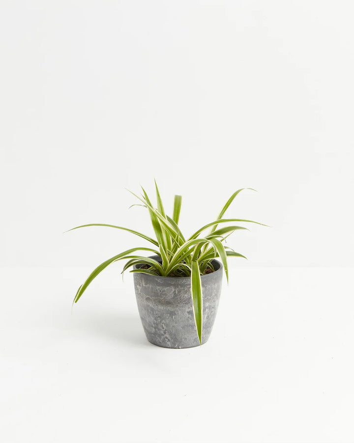 Variegated Spider Plant (Chlorophytum comosum) in gray pot - Lush green and white striped foliage, easy care houseplant