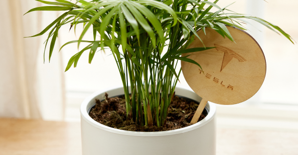 Branded plant stick