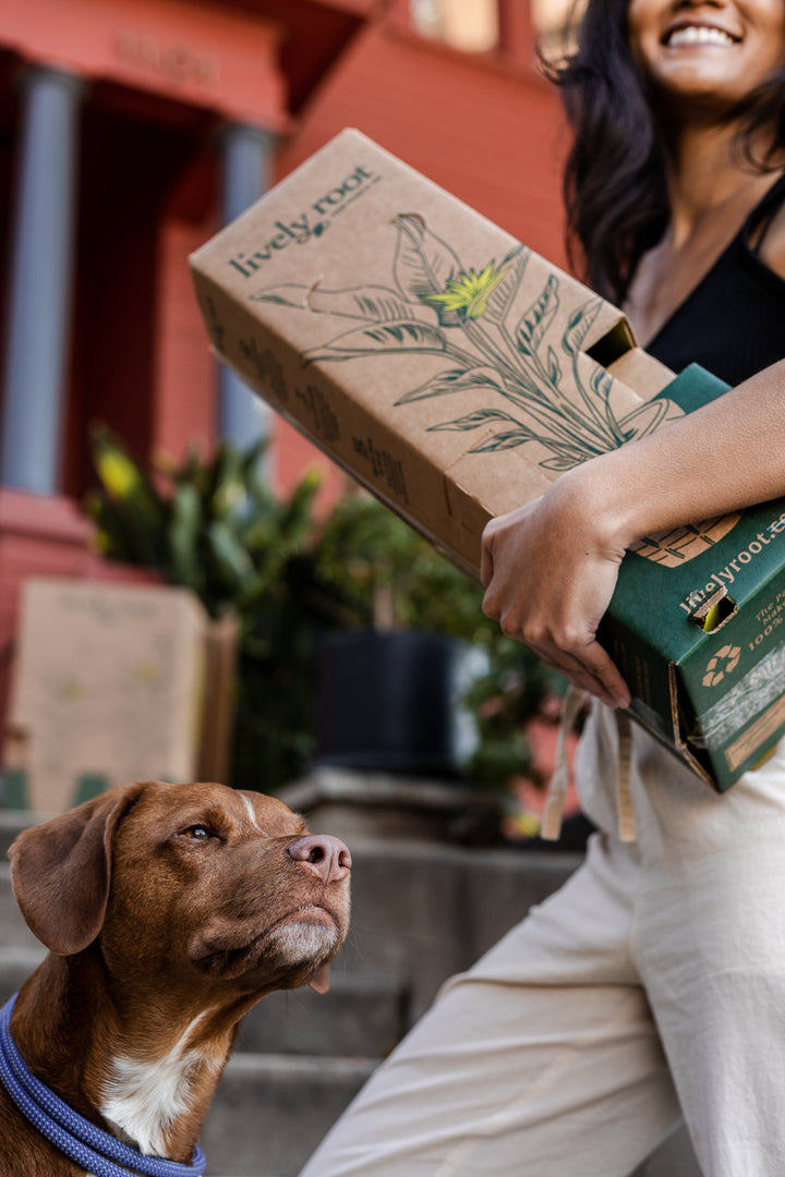 A woman carrying a Lively Root plant subscription box up some stairs while her dog looks on.