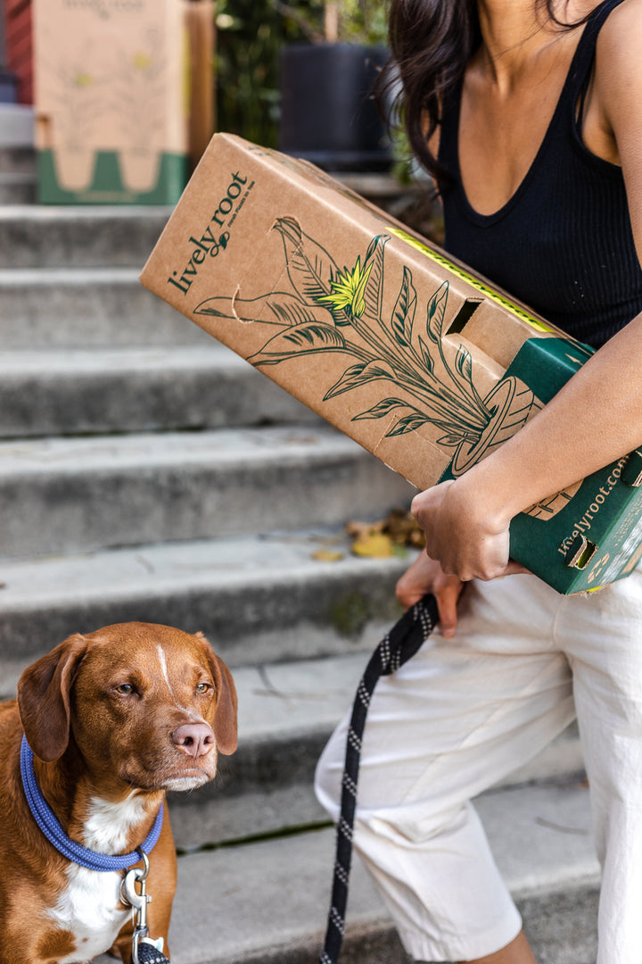 A woman carrying a Lively Root plant subscription box while holding her dog's leash on a set of concrete stairs outdoors.