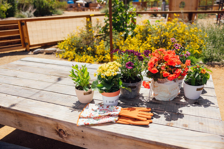Garden Starter Kit