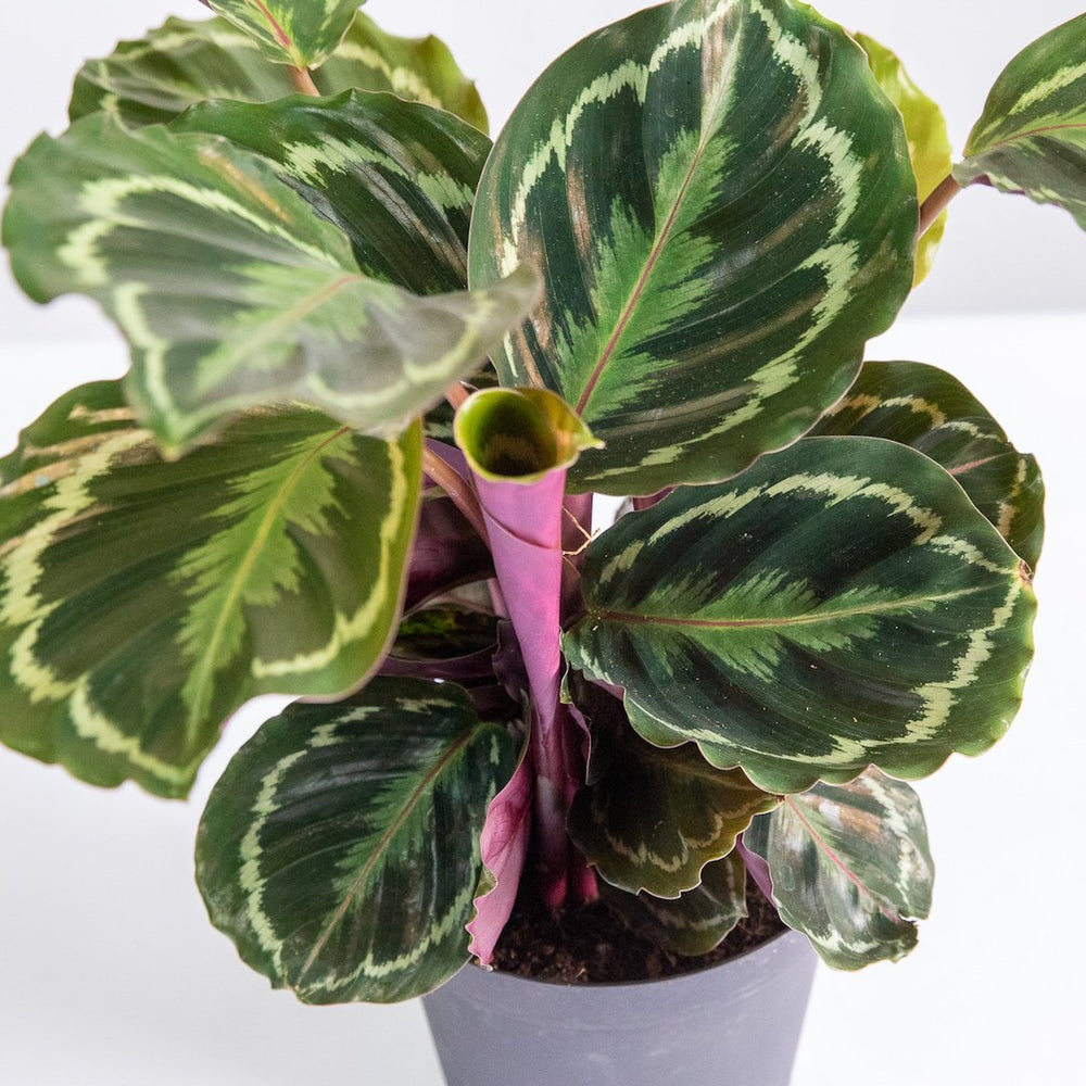 Calathea Medallion live indoor houseplant with vibrant patterned leaves, dark green foliage, purple undersides, and striking tropical leaf variegation in a nursery pot
