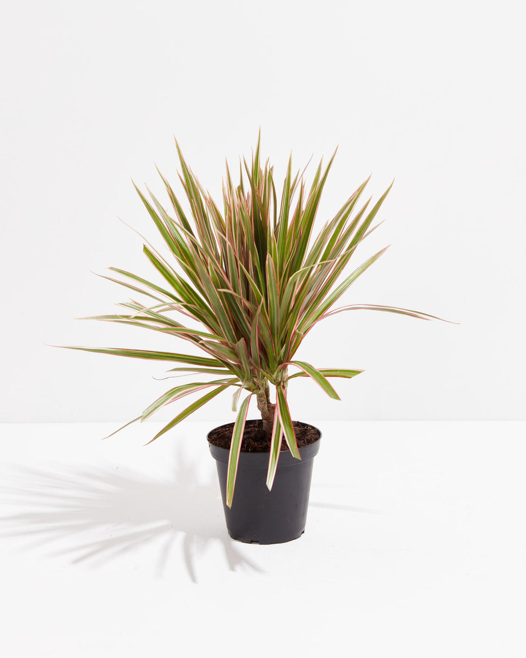 Bicolor Cane Dragon Tree (Dracaena), Lively Root, Plant, Size, Small, , 