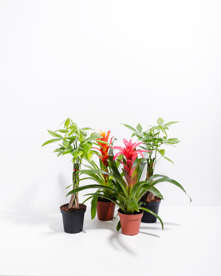Lucky Pet Friendly Collection featuring two 4-inch Money Trees (Pachira Aquatica) and two Guzmania Bromeliads with vibrant pink blooms in grower pots on white background