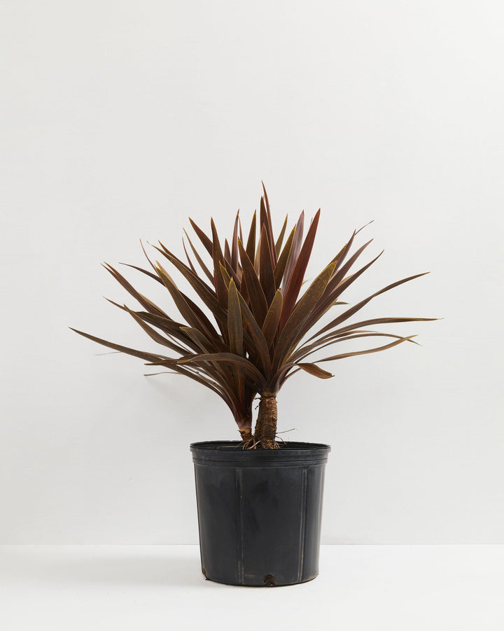 Cordyline Australis Red Sensation, Lively Root, Plant, Size, Extra Large, , 