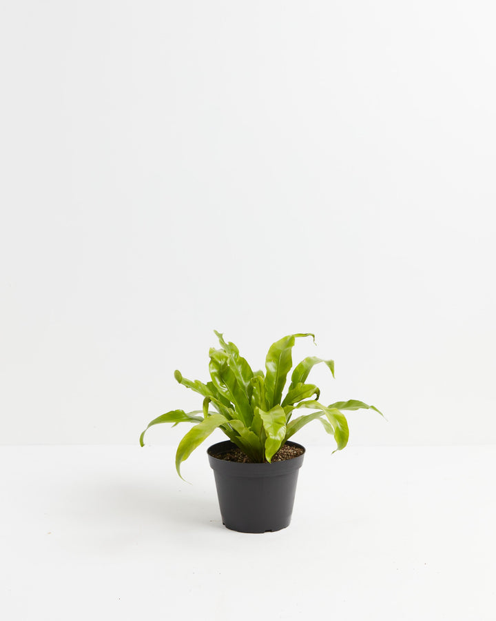 Bird's Nest Fern young plant in black nursery grower pot, healthy epiphytic fern with emerging green fronds ready for repotting, propagation-ready