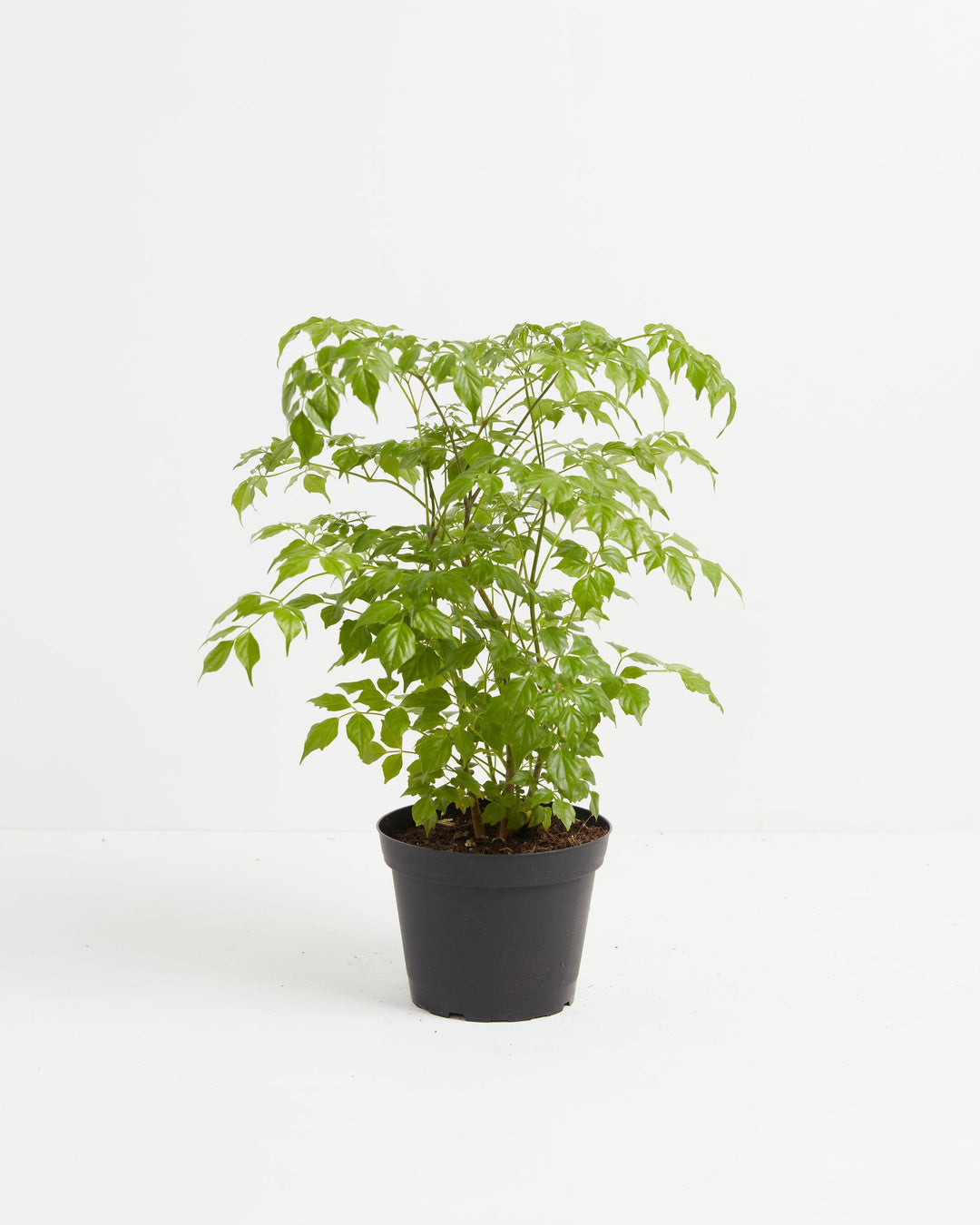 Medusa China Doll (Serpent Tree), Lively Root, Plant, Size, Medium, , 