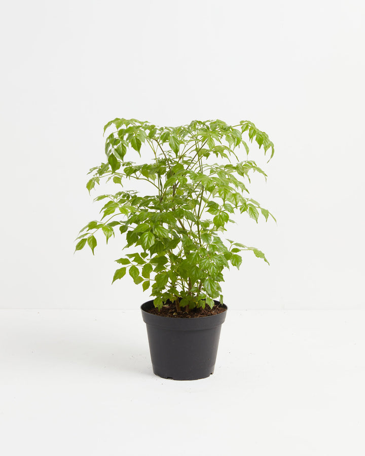Medusa China Doll (Serpent Tree), Lively Root, Plant, Size, Medium, , 