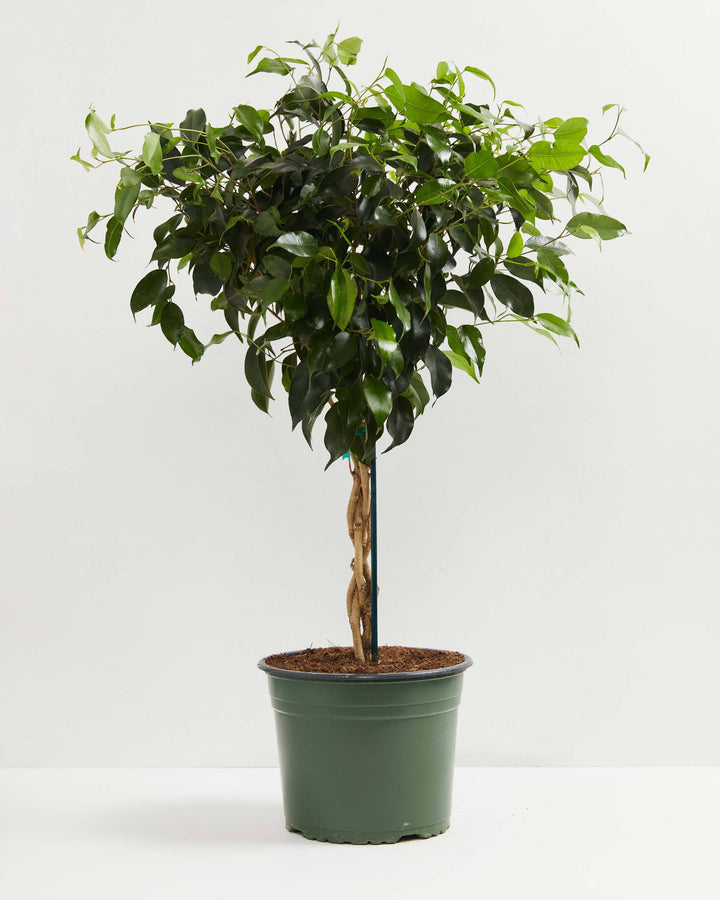 Ficus Benjamina Midnight Braid, Lively Root, Plant, Size, Large, , 