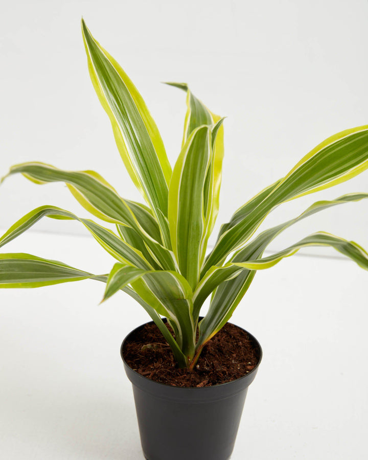 Overhead close-up of a 4" Dracaena Warneckii Lemon Lime plant showing striped foliage detail in a black grower pot