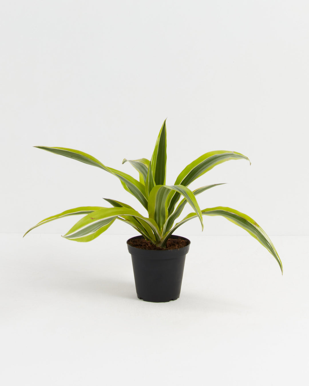 4" Dracaena Warneckii Lemon Lime young plant with green and yellow striped leaves in a black grower pot on a white background