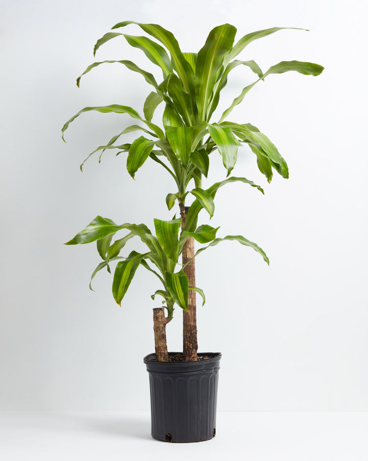 10" Dracaena Lemon Lime tall cane-style plant with two stalks and arching striped leaves in a black grower pot on a white background