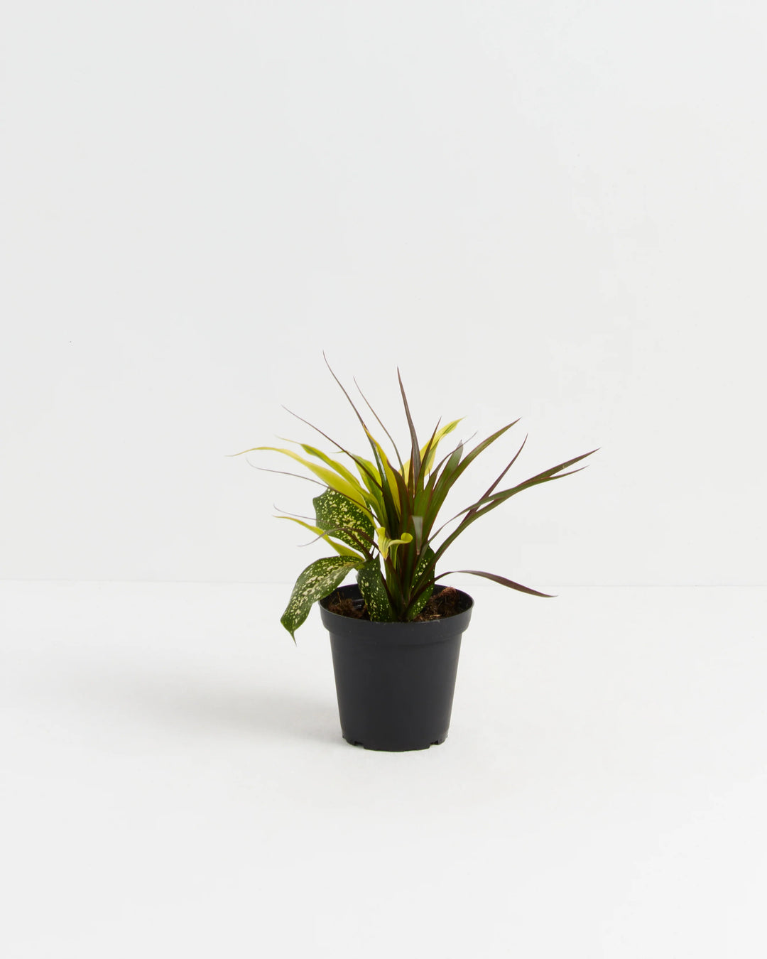 Red Leaf Dragon Plant Collection (Dracaena)