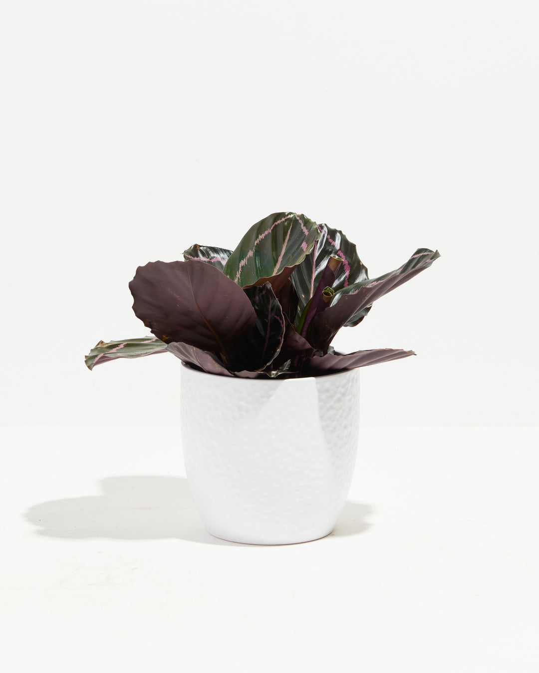 White Ceramic Puckered Pot