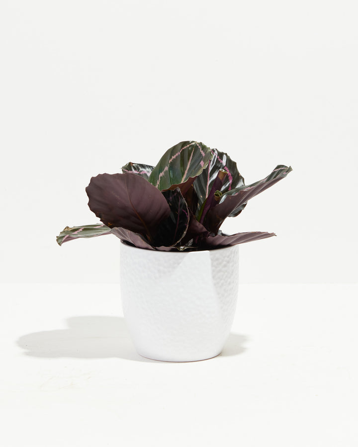 White Ceramic Puckered Pot