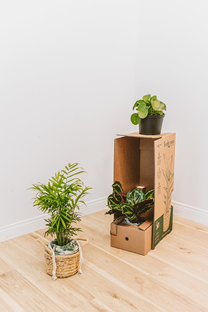 A variety of pet-friendly indoor plants, including a Parlor Palm in a woven basket and a Calathea being unpacked from a Lively Root subscription box.