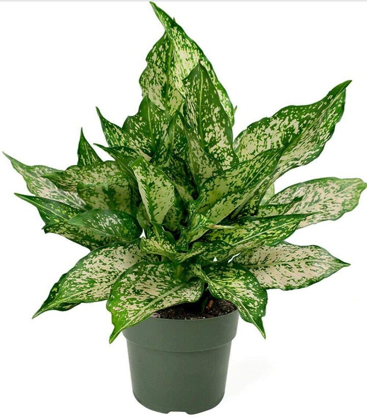 Chinese Evergreen (Aglaonema), Lively Root, Plant, Size, Medium, , 