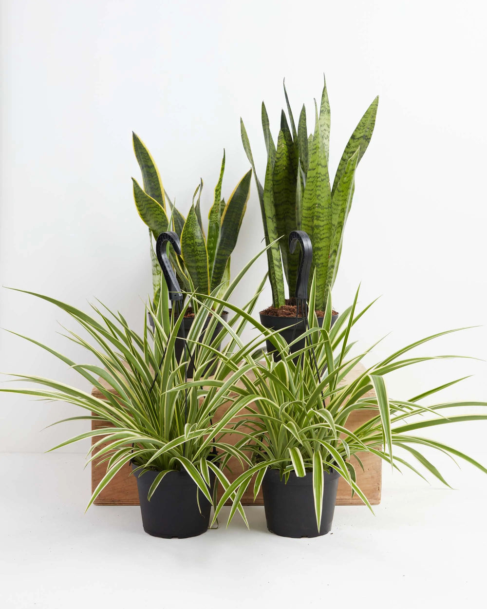 Overcome Your Fears Plant Bundle 6-inch snake plants and spider plants in black grower pots – low maintenance air purifying houseplant set
