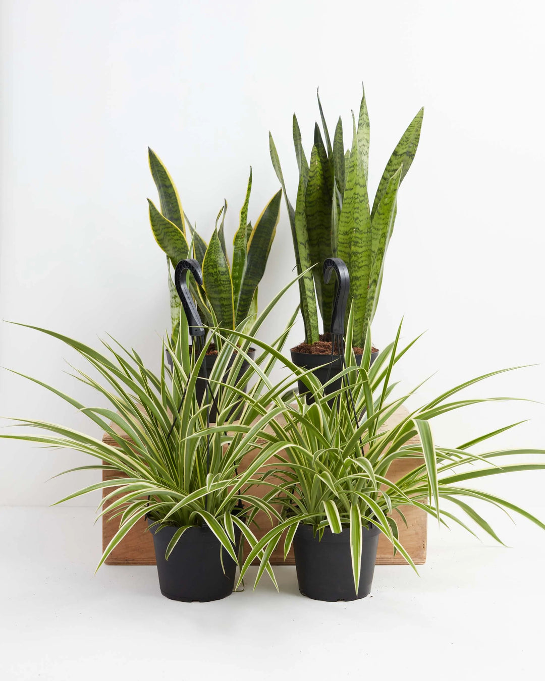 Overcome Your Fears Plant Bundle 6-inch snake plants and spider plants in black grower pots – low maintenance air purifying houseplant set