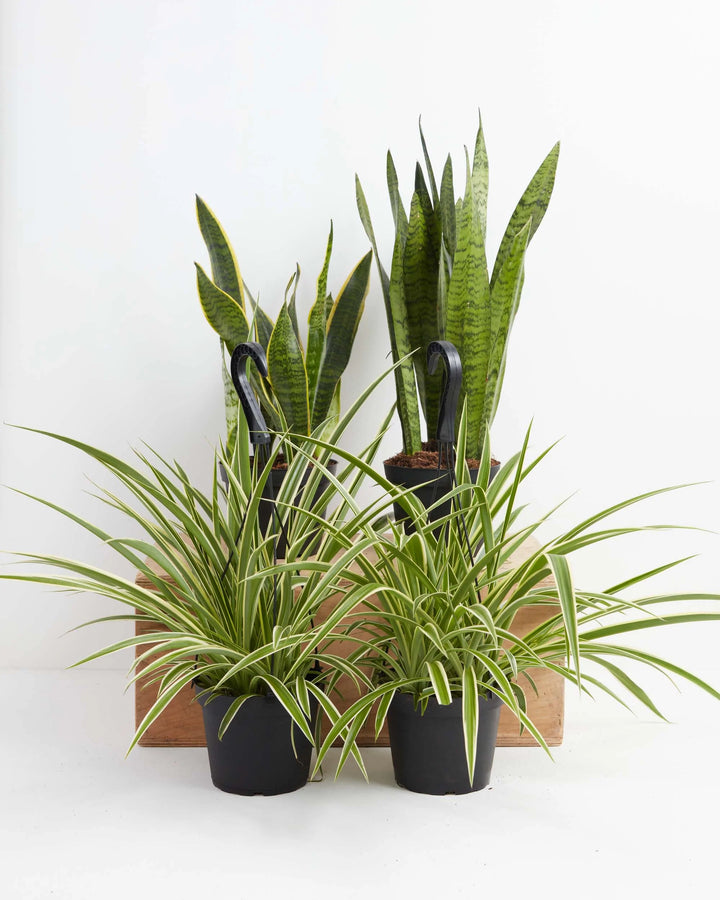 Overcome Your Fears Plant Bundle 6-inch snake plants and spider plants in black grower pots – low maintenance air purifying houseplant set