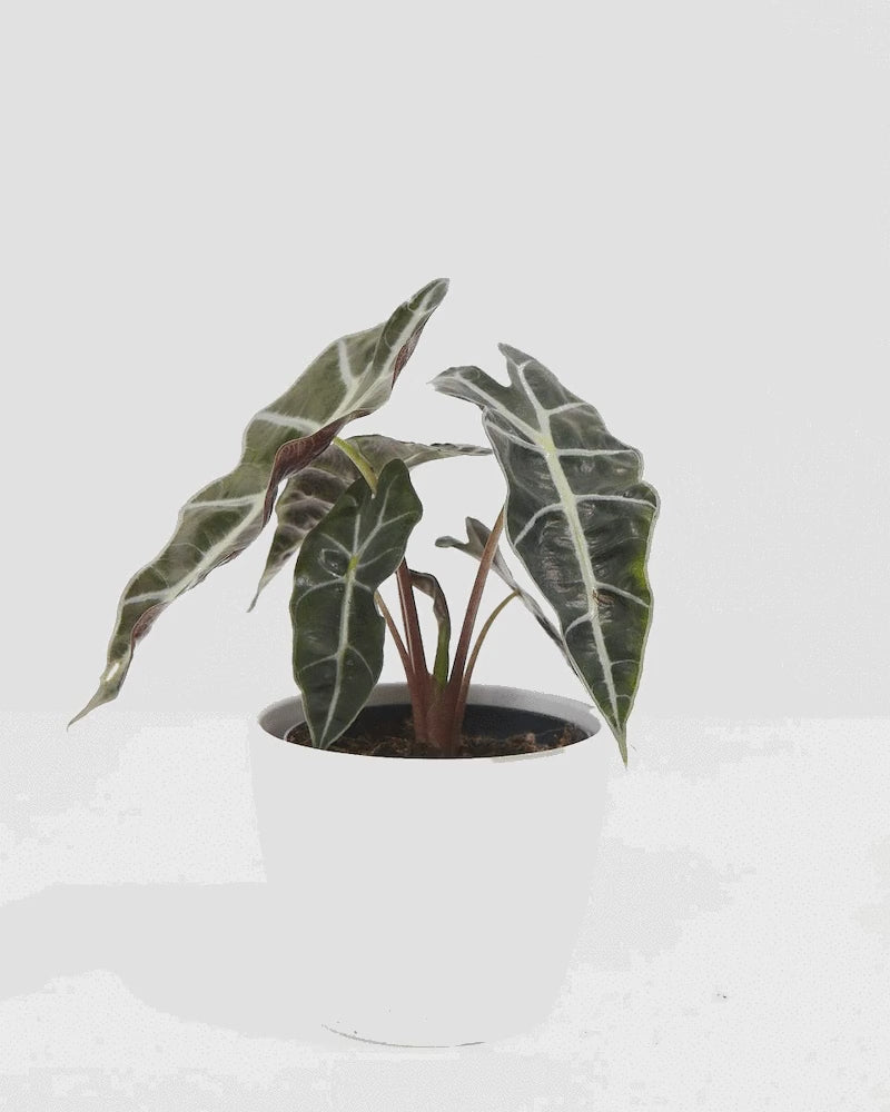 Animated video demonstrating decorative plant marker sticks being inserted one after another into potted houseplant, showcasing different humorous messages like "#1 Plant Mom," "Kiss Me," "Best Buds," and "Frond of You" plant picks for personalized plant styling and care identification.