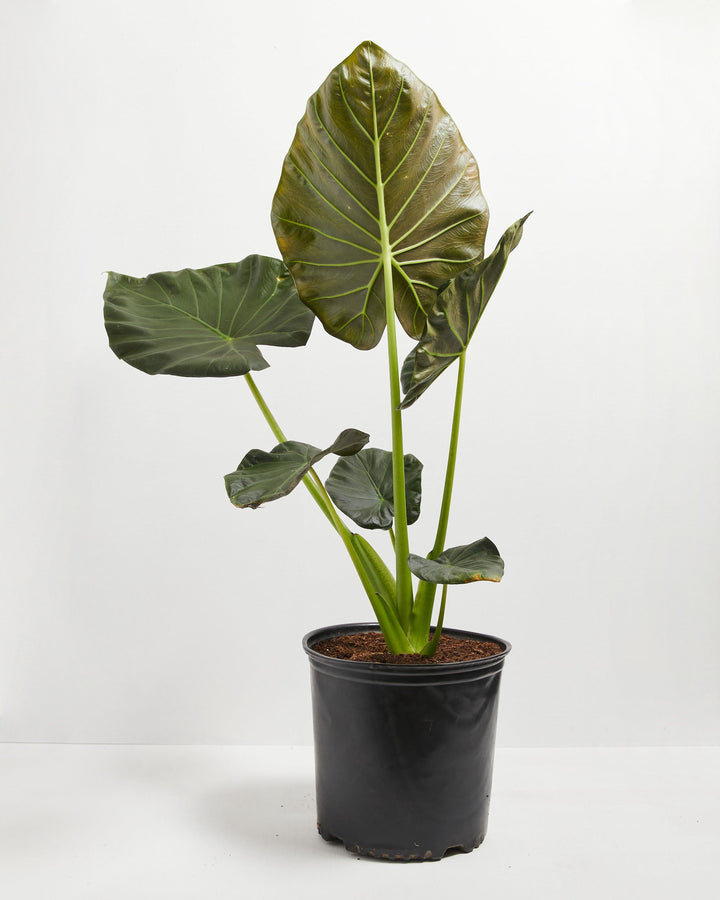 10-inch Alocasia Regal Shield in black grower pot displaying multiple mature shield-shaped leaves with bold lime-green veining radiating from petiole base; premium large specimen plant.