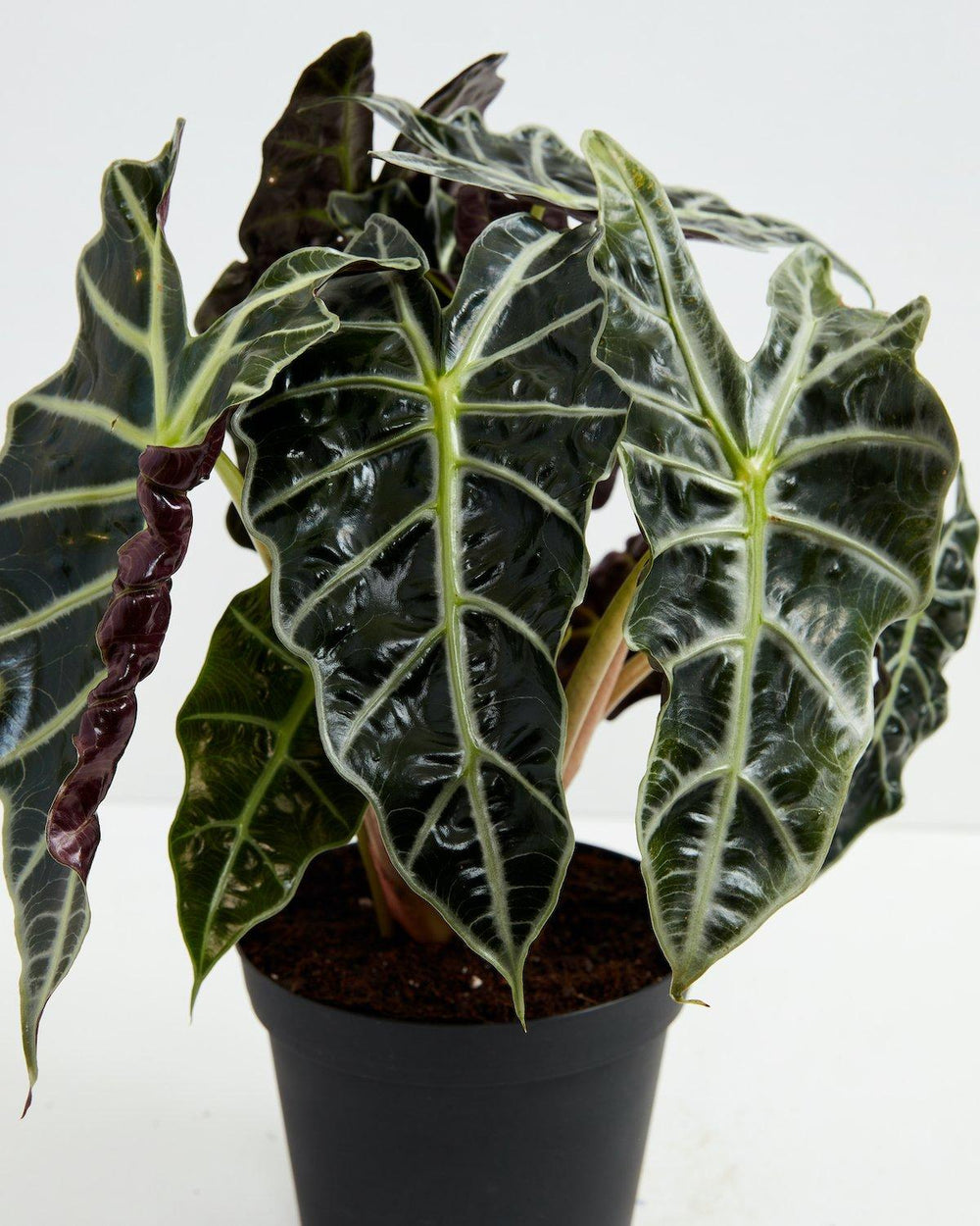 Alocasia Polly foliage detail showing multiple glossy dark green leaves with bright white veining, burgundy petioles, and healthy tropical plant growth pattern.