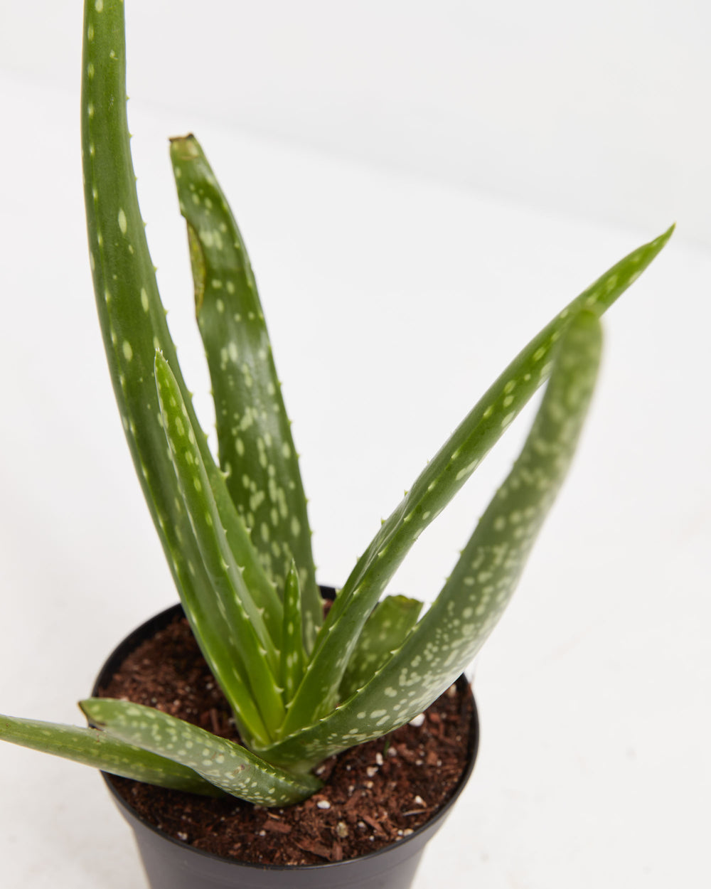 Aloe Vera Plant close-up of thick spotted fleshy leaves with serrated edges in black grower pot – live medicinal succulent with well-draining soil mix