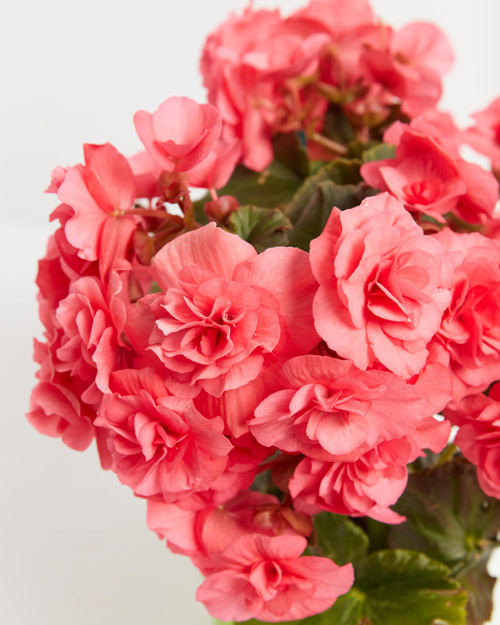 Stunning salmon-pink double begonia flower cluster showcasing the lush, densely-petaled blooms characteristic of Blooming Superba Double variety. Ornamental begonia's romantic coral-pink coloring and abundant double flowers create focal-point beauty for plant enthusiasts.