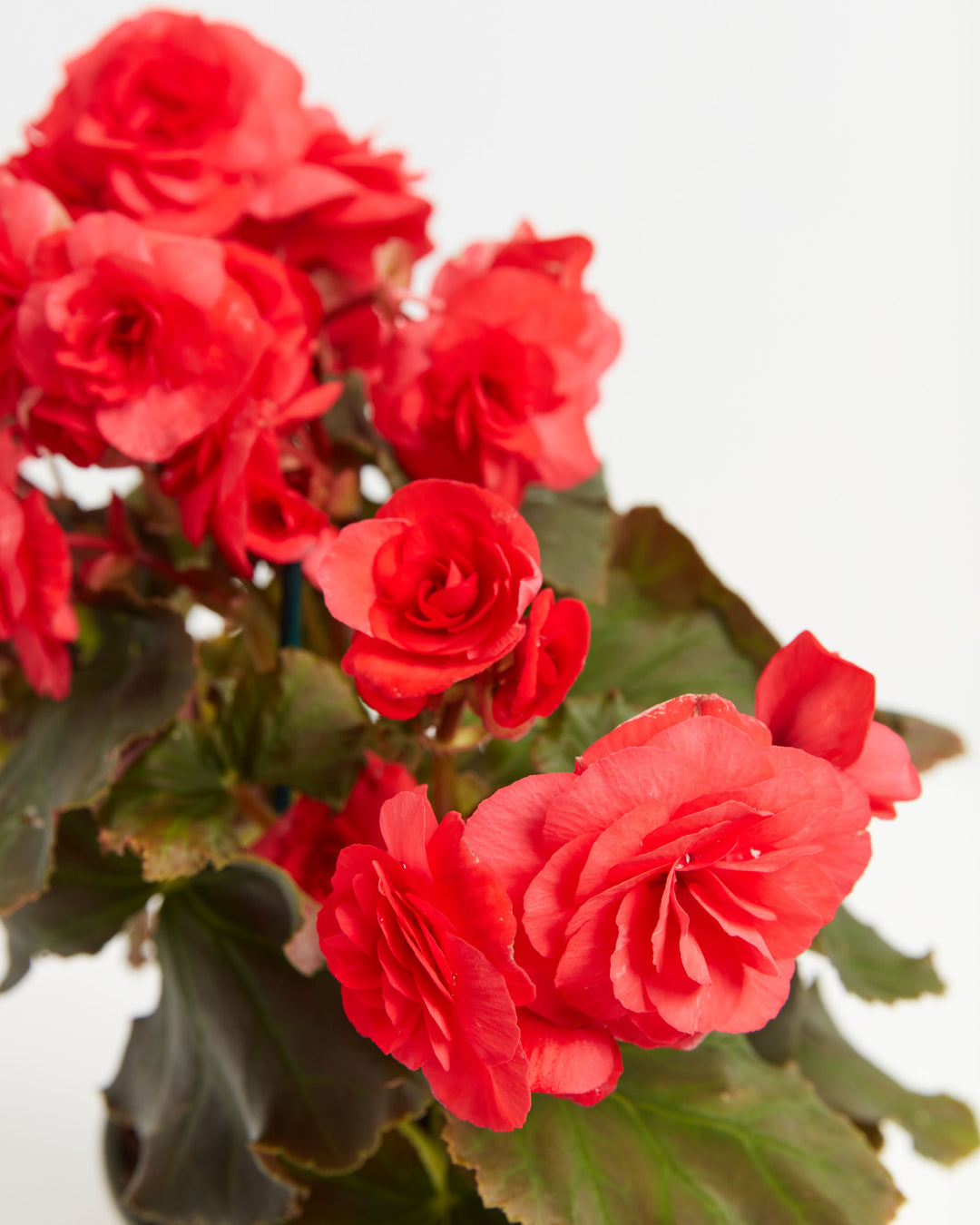 Detailed macro shot of deep crimson-red double begonia petals showing the full, rose-like form of Blooming Superba variety blooms. Dramatic red begonia flowers showcase premium color intensity and exceptional bloom density of this superior begonia cultivar.
