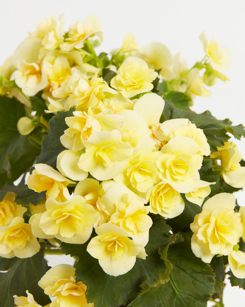 Manifestation Plant Collection, Lively Root, Plant, , , , 
