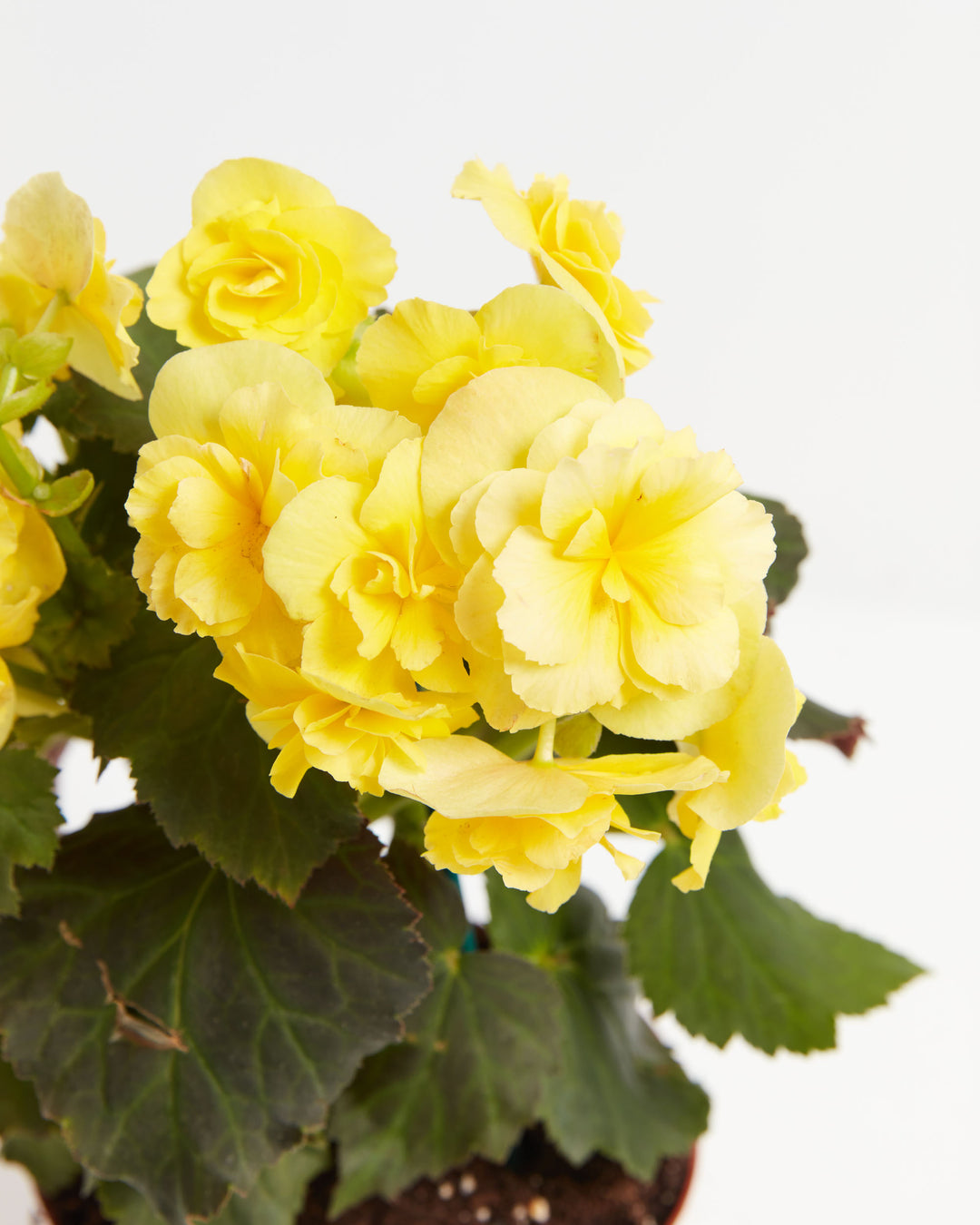 Close-up detail of Blooming Superba Double Begonia's signature golden-yellow double-form flowers with fully ruffled petals and prominent stamens. High-quality begonia blooms demonstrate the showy double-flower characteristics prized for indoor ornamental gardening.