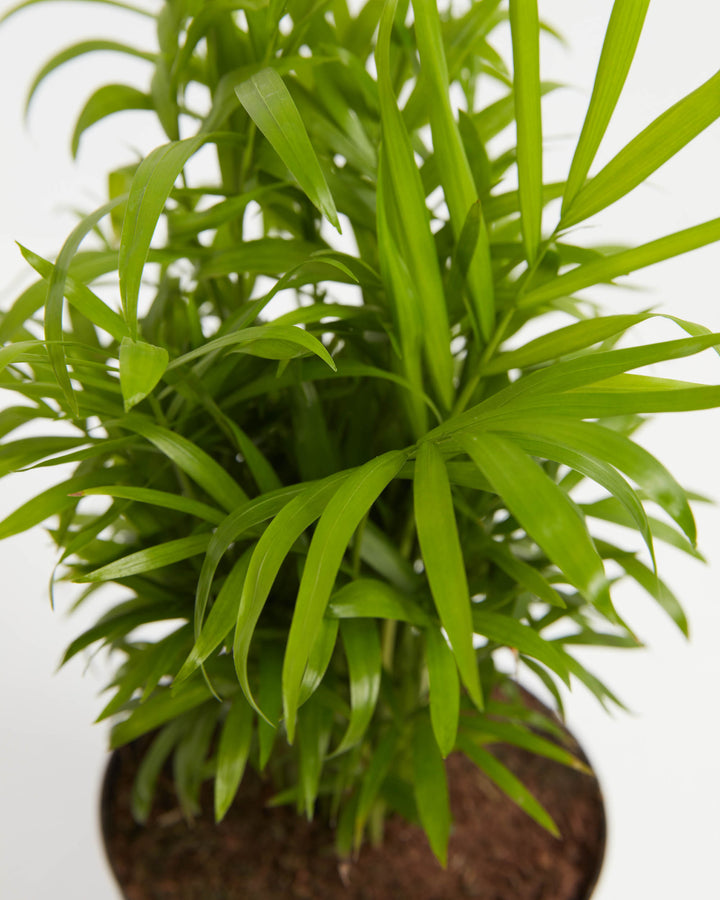 Parlor Palm (Chamaedorea elegans) close-up detail of dense bright green narrow arching fronds cascading from multiple slender stems above a dark brown soil base on a white background