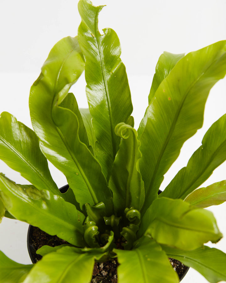Bird's Nest Fern foliage detail, macro close-up of wavy-edged bright green fronds radiating from distinctive nest-like central rosette, tropical epiphytic fern structure