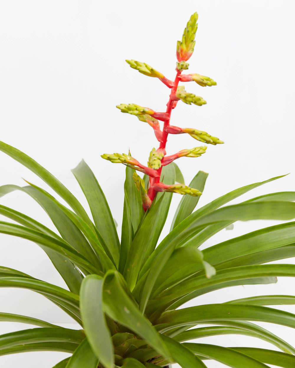 Aechmea Bromeliad, Lively Root, Plant, , , , 