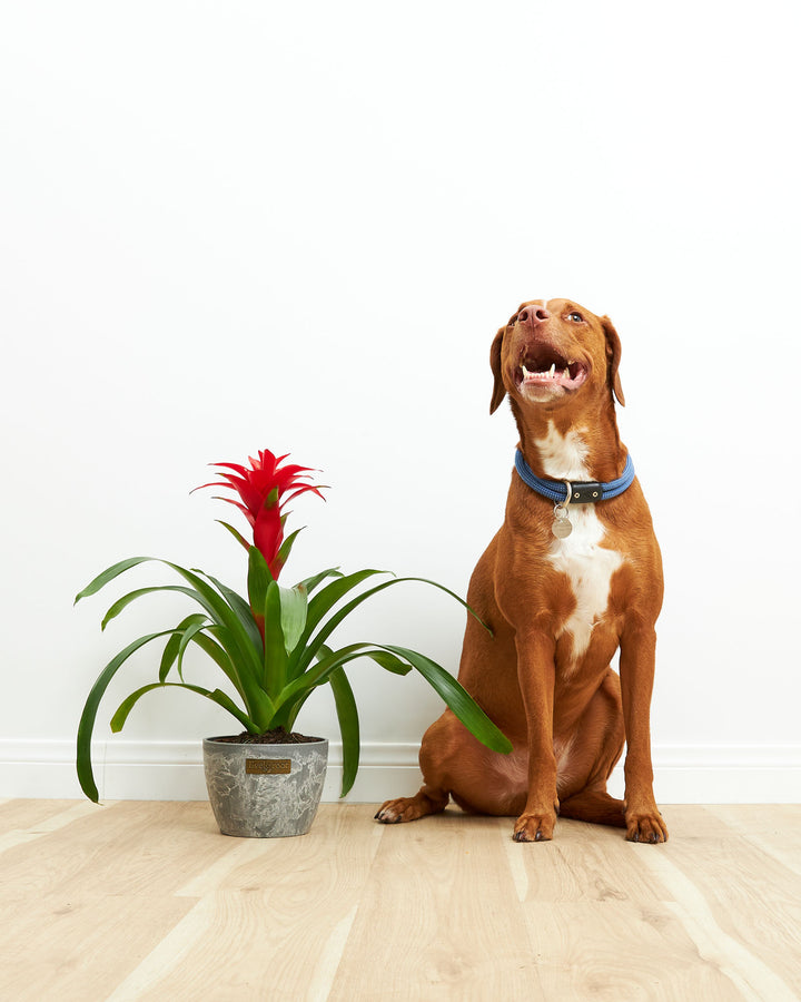 A full view of a pet-friendly Bromeliad Guzmania featuring a vibrant red flower spike and arching green leaves, presented in a gray textured Lively Root planter on a wooden floor next to a large brown dog against a white background.