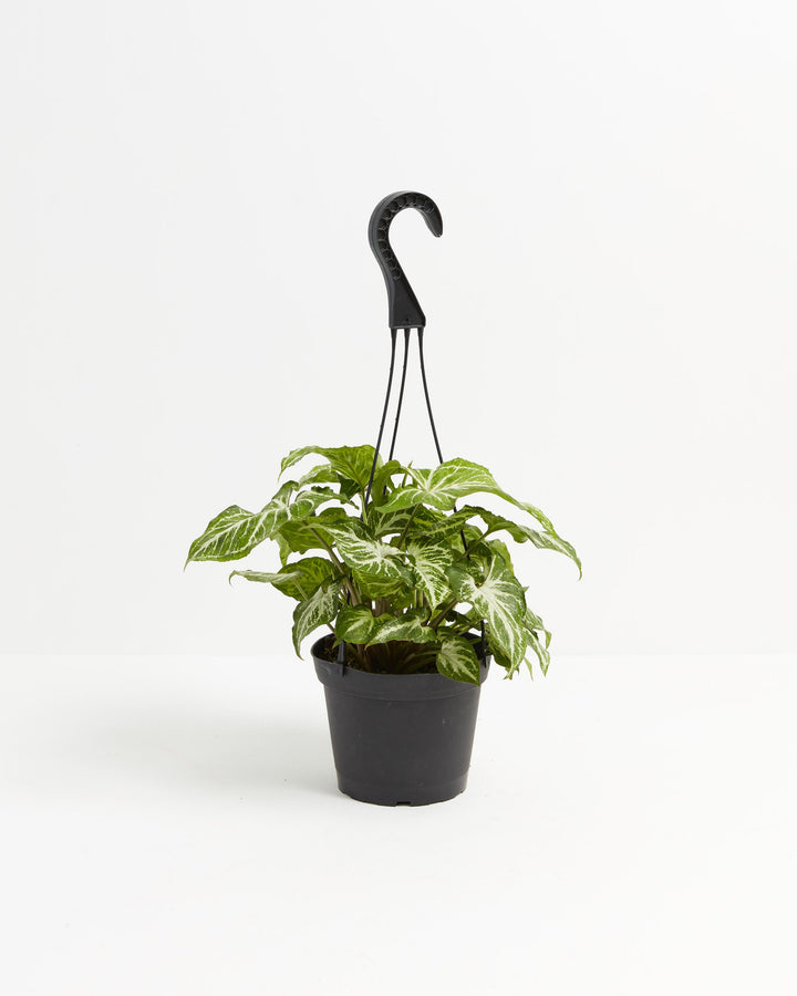 Syngonium White Butterfly mature plant with dark green and white variegated leaves in a black nursery hanging basket pot on a white background
