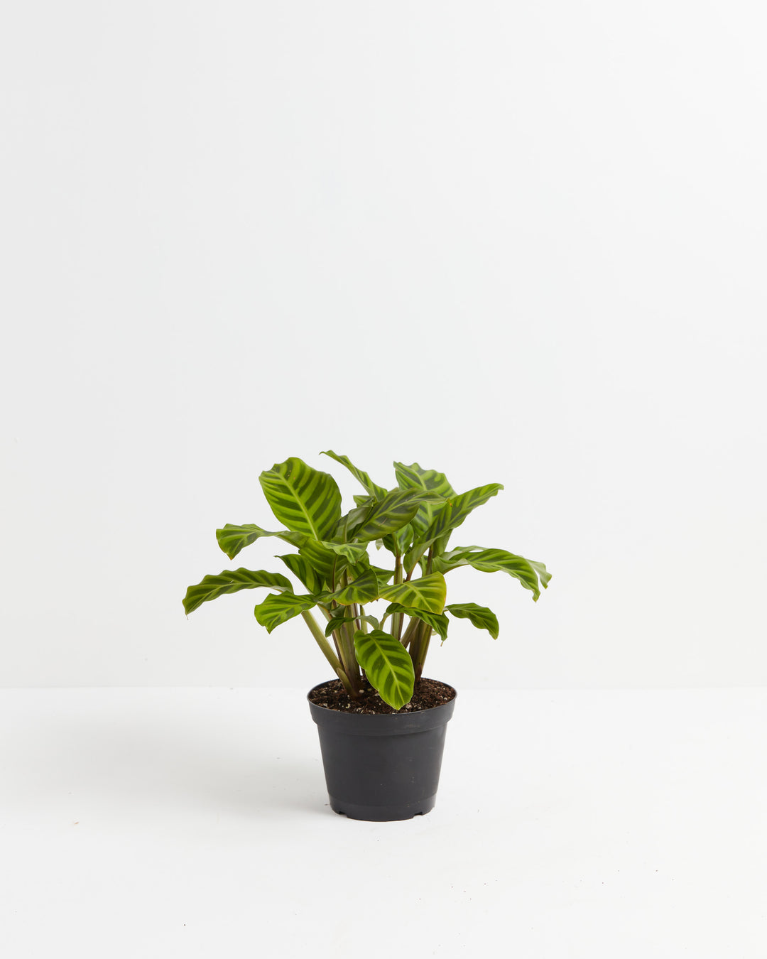 Zebra Calathea Zebrina, Lively Root, Plant, Size, Medium, , 